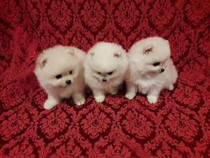 Pomeranian spic (3 foto no 3)