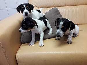 Jack russel terrier (3 foto no 3)