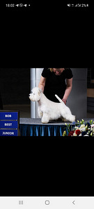 West highland white terrier kutsikad (2 foto / 8)