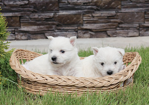 West highland white terrier kutsikad (3 foto / 8)