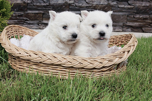 West highland white terrier kutsikad (6 foto / 8)
