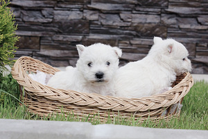 West highland white terrier kutsikad (8 foto / 8)