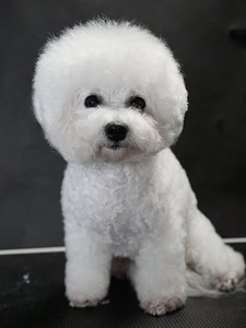 Bichon Frise 2,5 aastat (2 foto / 3)