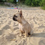 Prantsuse buldogi kutsikas / French bulldog puppy (foto #2)