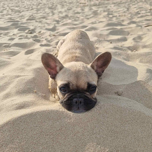 Prantsuse buldogi kutsikas / French bulldog puppy (4 foto / 4)