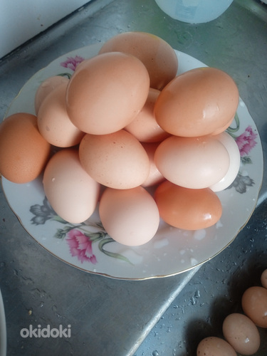 Продаю домашние яйца (фото #3)
