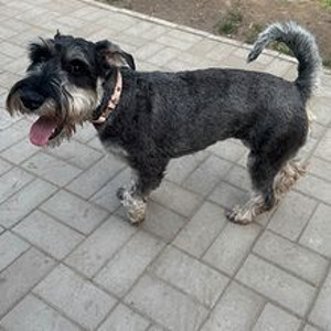 Pentu (3 valokuva sivusta 4)