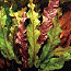 Барклайя длиннолистная красная (Barclaya longifolia) (фото #3)