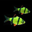 Барбус суматранский GloFish светящийся (фото #2)