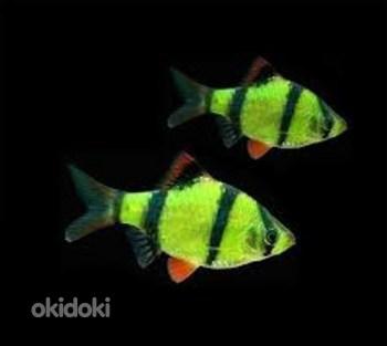 Барбус суматранский GloFish светящийся (фото #2)