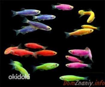 Danio glofish (kollane, oranž, punane, sinine) (foto #2)