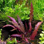 Барклайя длиннолистная красная (Barclaya longifolia) (фото #2)
