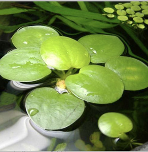 Limnobium stoloniferum (1 foto / 5)