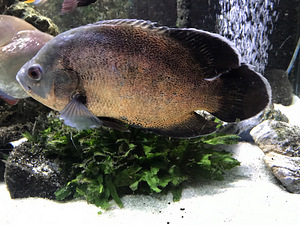 Astronotus ocellatus (2 фото из 2)