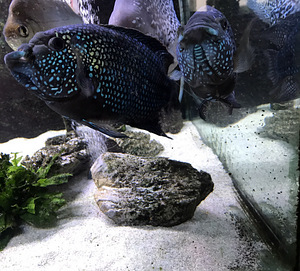 Rocio octofasciata (2 фото из 2)