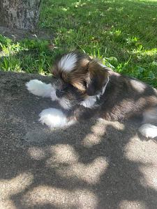 Lhasa apso (3 foto / 6)