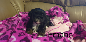 Lhasa apso (4 foto / 6)