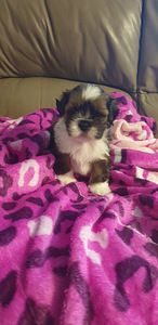 Lhasa apso (5 foto / 6)