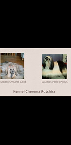 Lhasa apso (6 foto / 6)