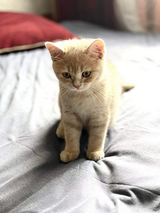 Scottish straight ja Scottish fold (2 foto / 6)