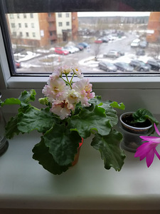 Сортовая фиалка (3 фото из 3)
