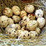 Перепелиные яйца (фото #1)