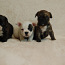 FRENCH BULLDOGS PUPPIES (foto #2)