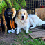 Щенки пиренейской горной собаки (фото #3)