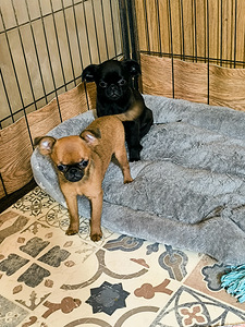 Väike Brabandi grifoon kutsikad (2 foto / 2)