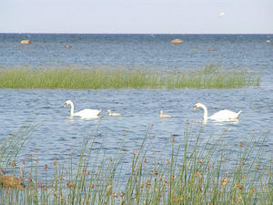 Viru-Nigula, Viru-Nigula vald, Lääne-Virumaa (1 foto / 3)
