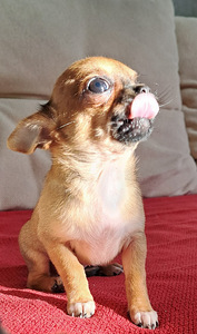 Chihuahua tüdruk (1 foto / 4)