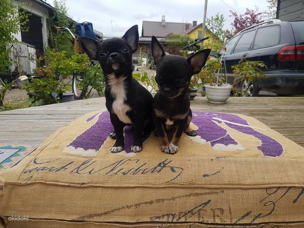 Chihuahua kutsikad (foto #3)