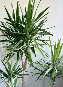 Юкка (yucca) (5 фото из 5)