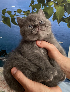 Шотландский прямоухий (7 фото из 10)
