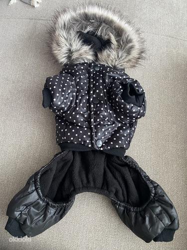 Одежда для маленькой собаки (фото #1)