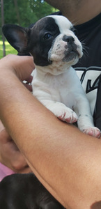 Prantsuse Bulldog (1 foto / 7)