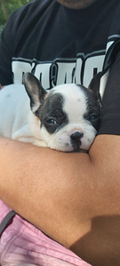 Prantsuse Bulldog (3 foto / 7)