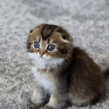 Scottish Fold - Scottish Straight