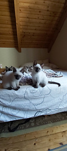 SIIAMI KASSIPOJAD (1 foto / 2)