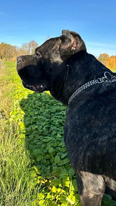 Cane Corso (2 foto / 5)