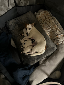 Jackrussellinterrierin pennut / Jack Russel terrier (2 valokuva sivusta 10)