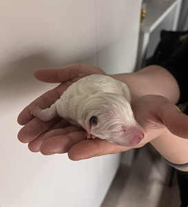 Jackrussellinterrierin pennut / Jack Russel terrier (3 valokuva sivusta 10)