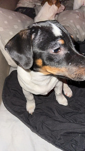 Jackrussellinterrierin pennut / Jack Russel terrier (7 valokuva sivusta 7)