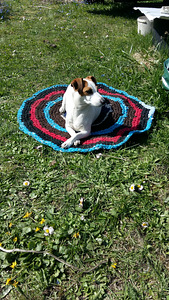 JACK RUSSELLI TERJERI KUTSIKAD (2 foto / 6)