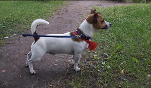 JACK RUSSELLI TERJERI KUTSIKAD (3 foto / 6)