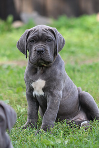 Cane corso kutsikas (4 foto / 9)