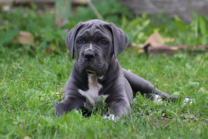 Cane corso kutsikas (6 foto / 9)