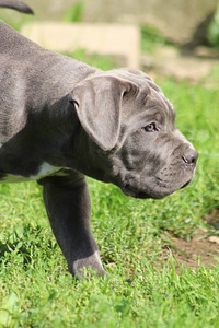 Cane corso kutsikas (7 foto / 9)