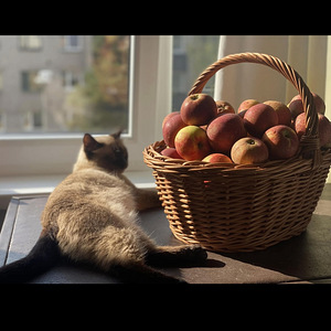 Võluvad Tai kassipojad (6 foto / 6)