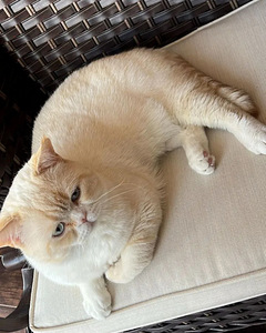 Šikk Briti kassipoeg (6 foto / 6)